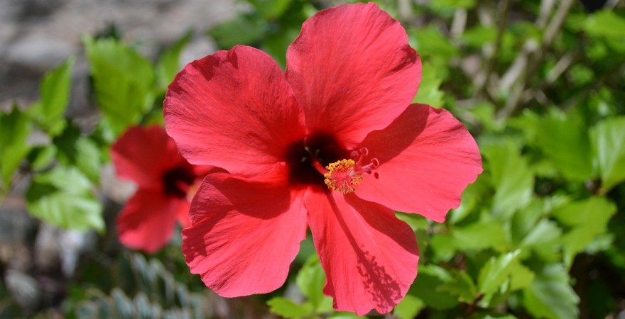 "Flower"